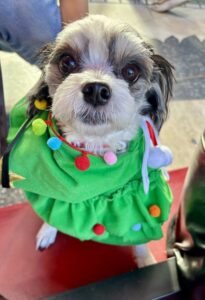 チップ　サンタ足元